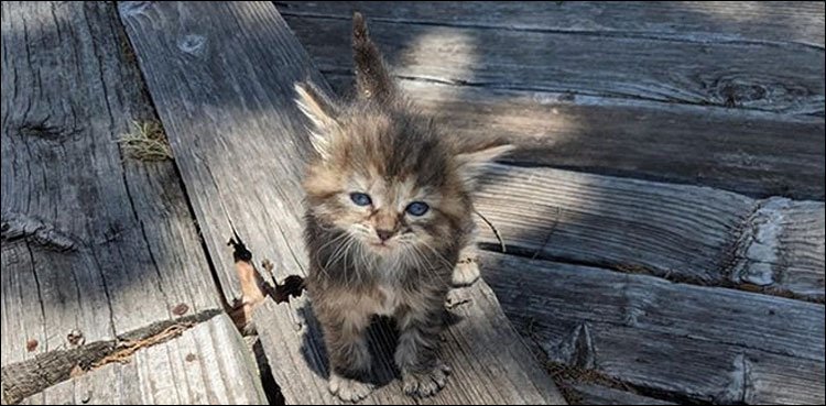 کیا آپ تصویر میں موجود دوسری بلی کو تلاش کرسکتے ہیں؟