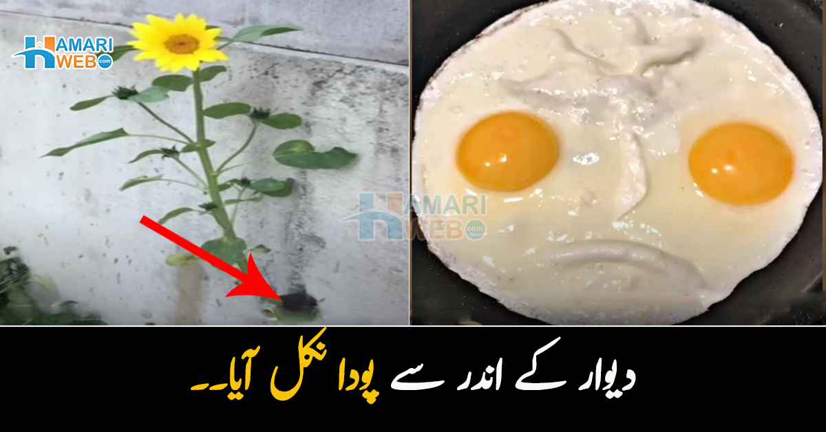 دیوار کے اندر سے پودا نکل آیا۔۔ چند ایسی عجیب و غریب تصاویر جو آپ کو بہت کچھ سوچنے پر مجبور کردیں گی