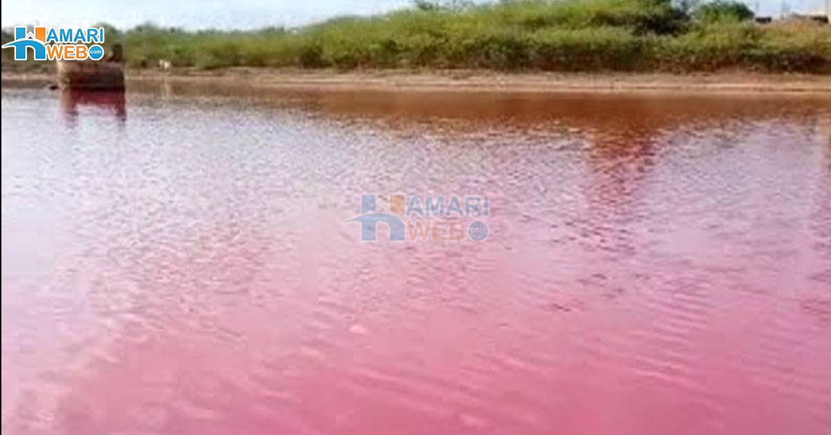 گڈانی کا سمندری پانی اچانک گلابی کیسے ہوگیا؟ ماہرین نے خطرے کی گھنٹی بجا دی