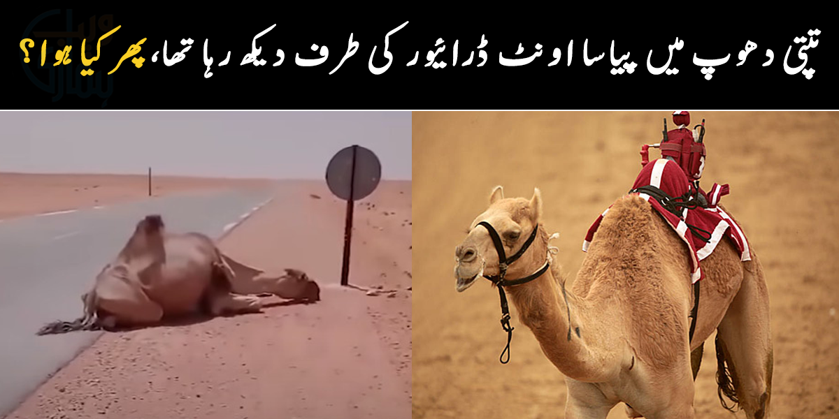 جھلسا دینے والی گرمی میں جانور مدد کے لیے پکار رہا تھا ۔۔ کیا اس اونٹ کو انسان نے پانی پلایا؟ دیکھیے