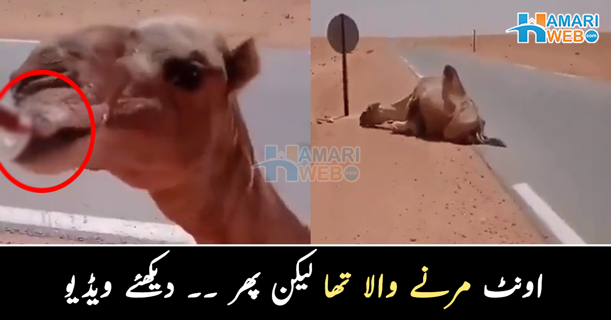 اگر پانی نہ پلاتا تو اونٹ مر جاتا ۔۔ لڑکے کی تپتے صحرا میں بیٹھے پیاسے اونٹ کو پانی پلاتے ہوئے ویڈیو وائرل