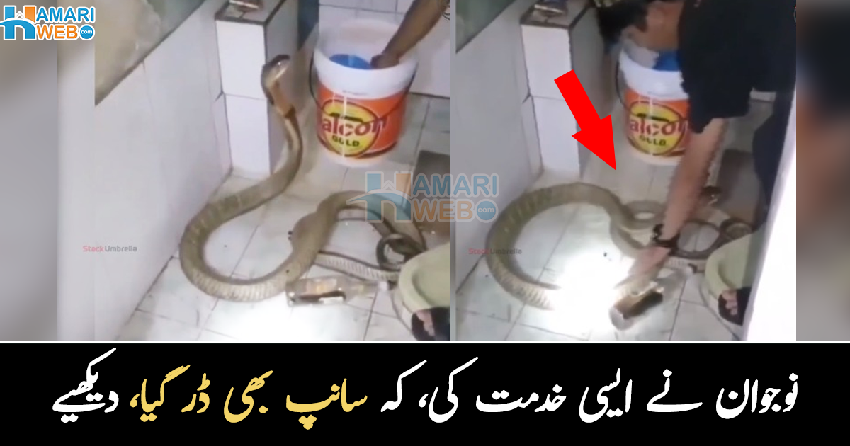 سانپ بھی ڈر گیا اور ۔۔ گھر میں اچانک آنے والے سانپ کو نوجوان باتھ روم میں لے گیا، پھر کیا ہوا؟ دیکھیے