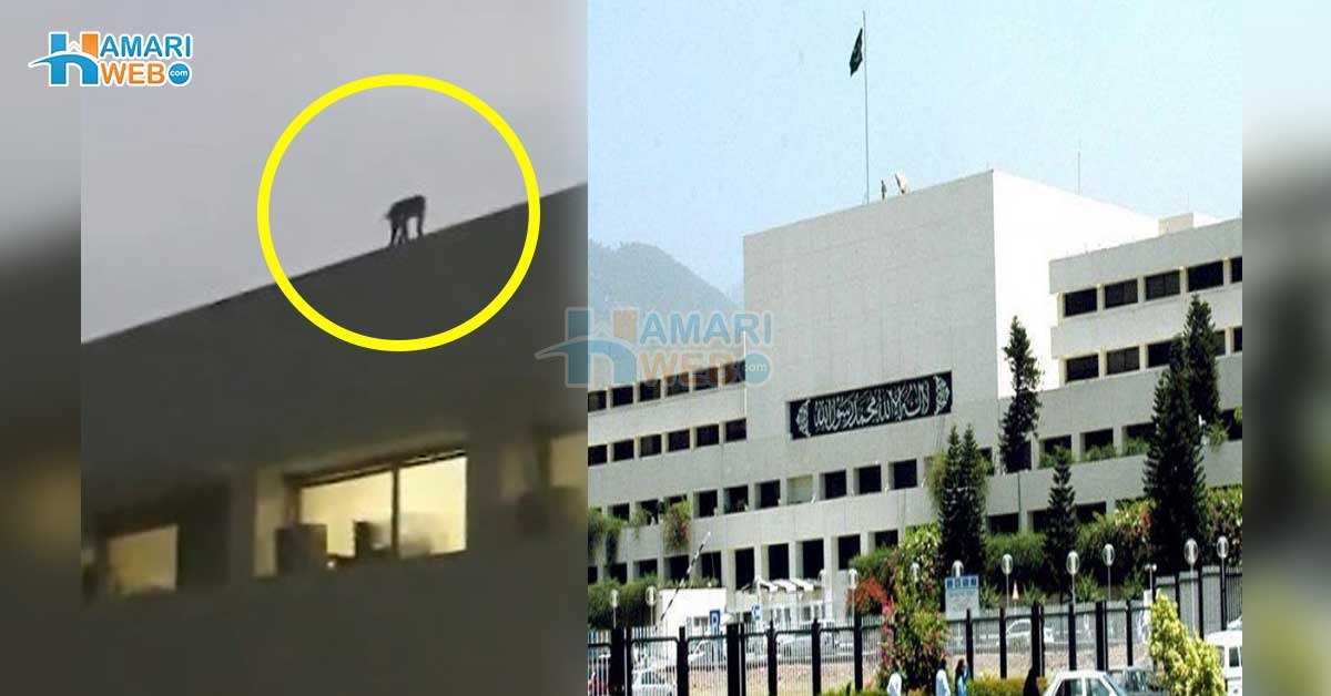 پہلے جنگلی بلی اور اب بندر آگیا۔۔ پارلیمنٹ ہاوس کی چھت پر بندر کی بھاگ دوڑ ، دیکھیئے ویڈیو مناظر
