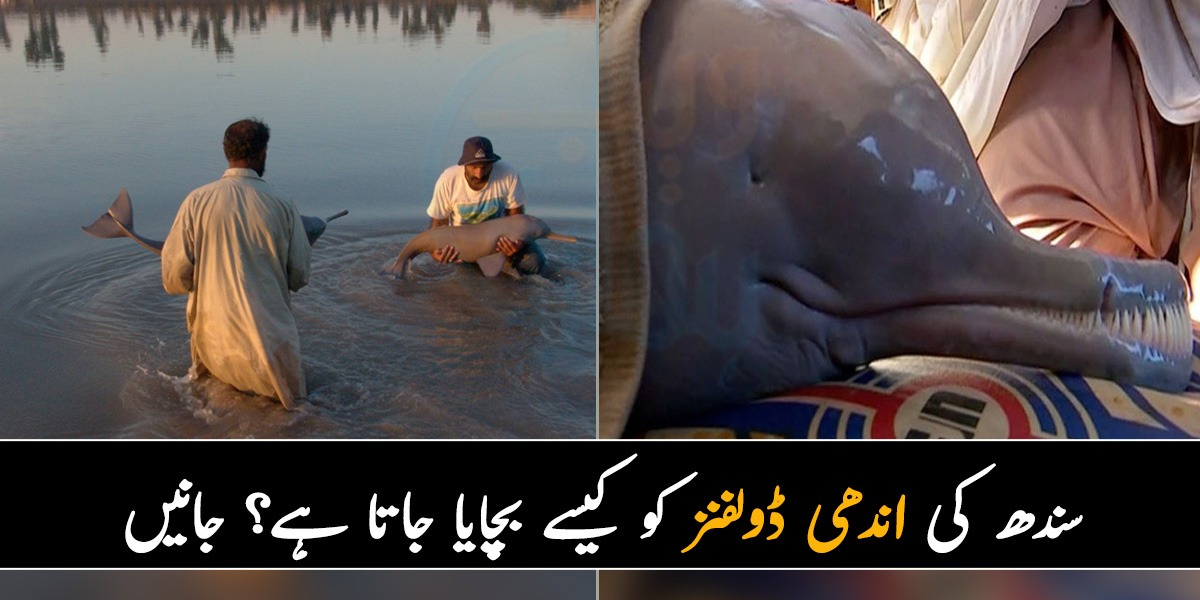 سندھ کی اندھی ڈولفنز کو کیسے بچایا جاتا ہے؟ جانیں