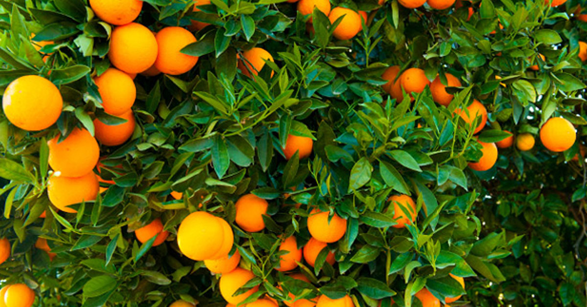 کینو کی کوالٹی یا پاک افغان سرحد کی بندش: پاکستانی برآمدات میں کمی کے پیچھے اصل وجہ کیا ہے؟