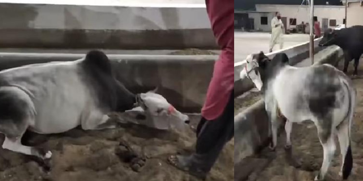 مالک جو کہتا ہے وہی کرتی ہے۔۔۔ قربانی کے جانور کی اس ویڈیو نے دھوم مچادی, دیکھنے والے دیکھتے رہ گئے