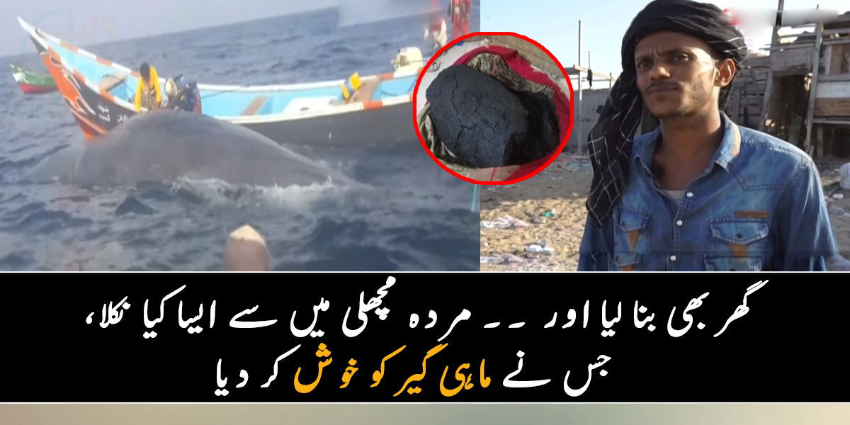 مردہ مچھلی نے ماہی گیر کو امیر بنا دیا ۔۔ جانیے مردہ مچھلی سے ایسا کیا نکلا، جس نے ماہی گیر کو خوش کر دیا