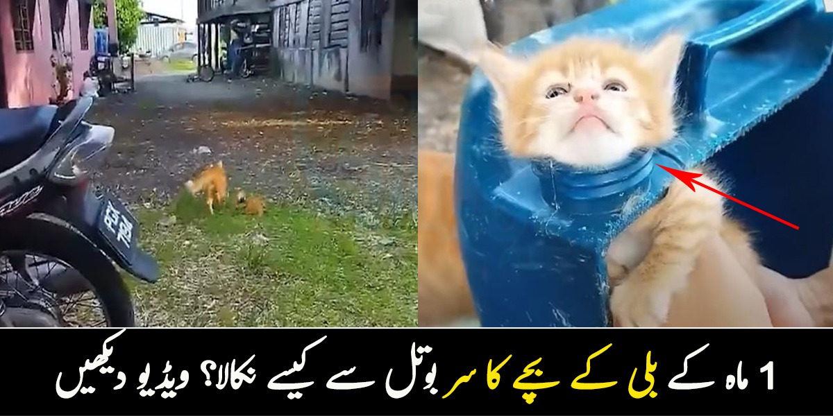 بلی کا سر بوتل میں پھنس گیا اور پھر ۔۔ 1 ماہ کے بلی کے بچے کو کیسے بچایا؟ ویڈیو دیکھیے