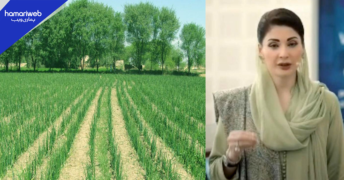 حکومتِ پنجاب کا غریبوں کو 3 سے 5 ایکڑ زرعی زمین دینے کا اعلان