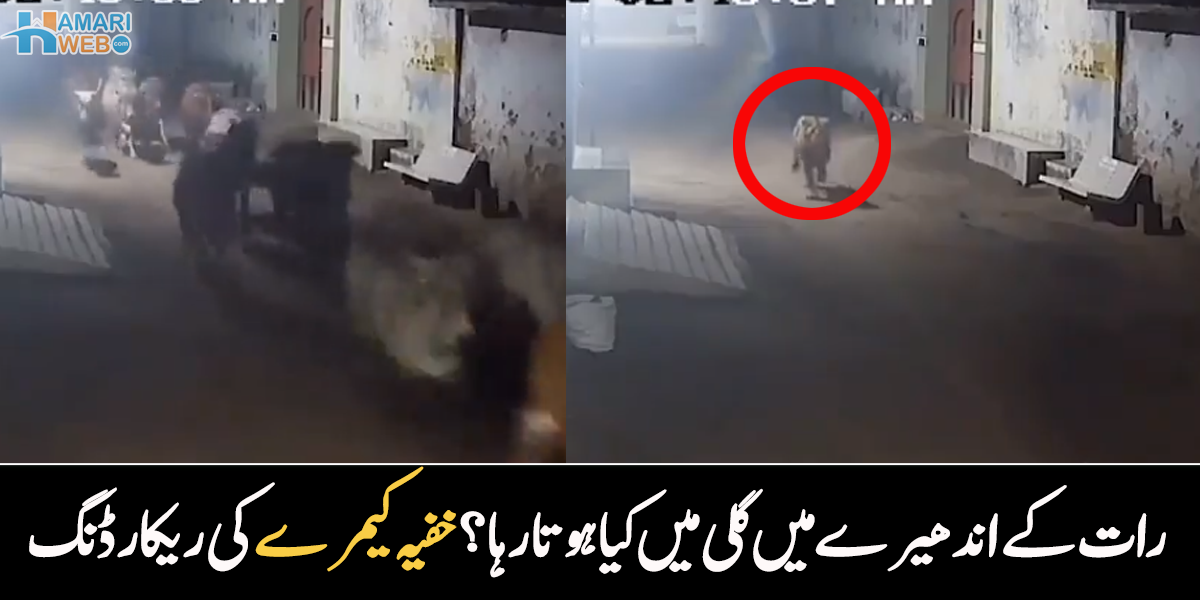 جانور گھروں میں گھسنے والے تھے۔۔ رات کے اندھیرے میں خفیہ کیمرے نے شکار اور شکاری کی پراسرار ویڈیو، دیکھیے