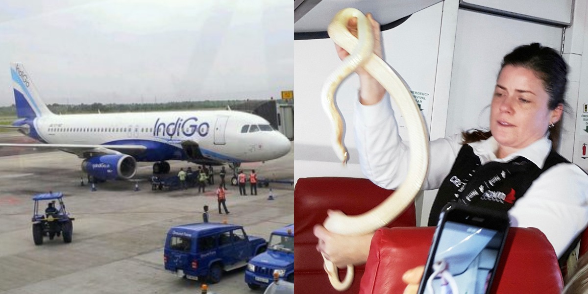 طیارے میں اچانک سانپ کہاں سے نکل آیا؟ مسافر خوفزدہ ہوگئے