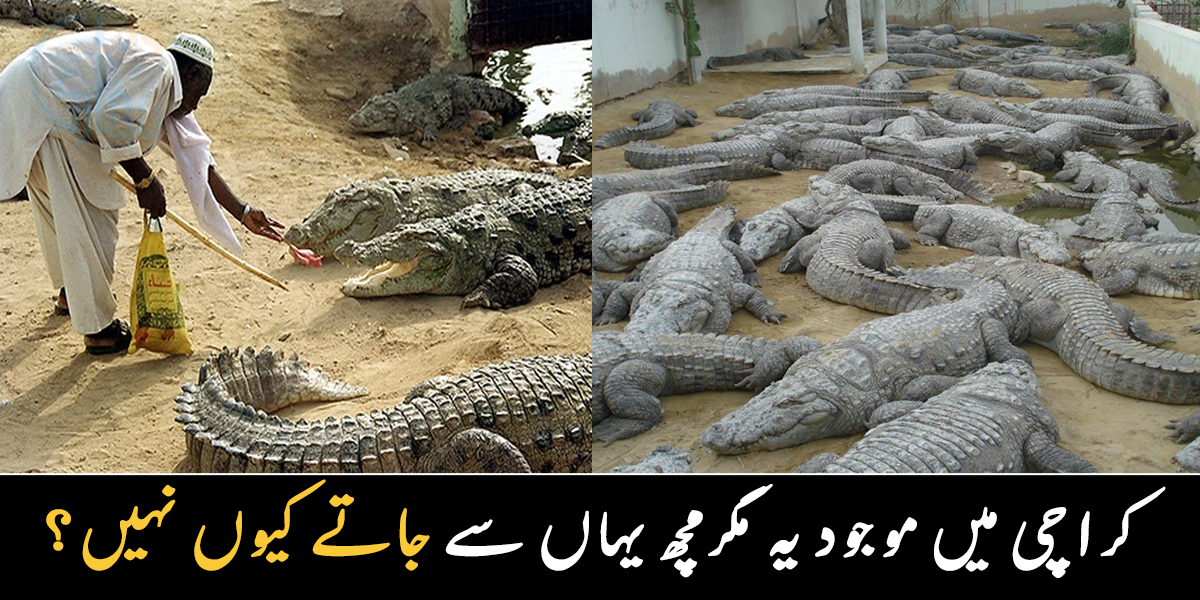 مگرمچھ ان کی حفاظت کرتے ہیں اور ۔۔ جانیے منگھوپیر میں موجود مگرمچھ کے قبیلے کے بارے میں دلچسپ معلومات