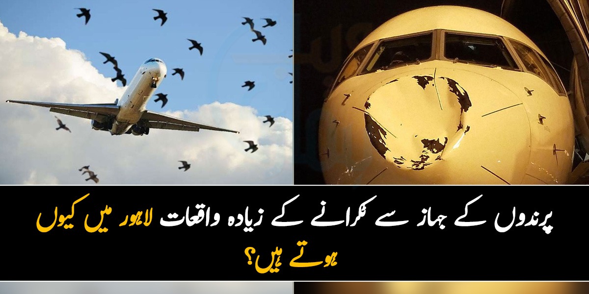 پرندے جہازوں سے ٹکرانے لگے۔۔۔ لاہور میں پرندوں کے جہاز سے زیادہ  ٹکرانے کی اہم وجہ کیا ہے؟ ماہرین کا انکشاف