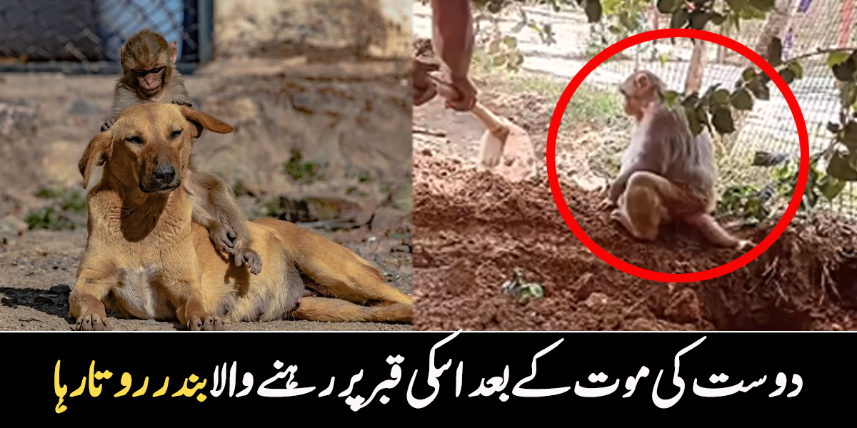 کتے کی قبر کھودنے لگا۔۔ بندر اور کتے کی ایسی دوستی، کتے کے بچھڑنے پر بندر رونے لگا