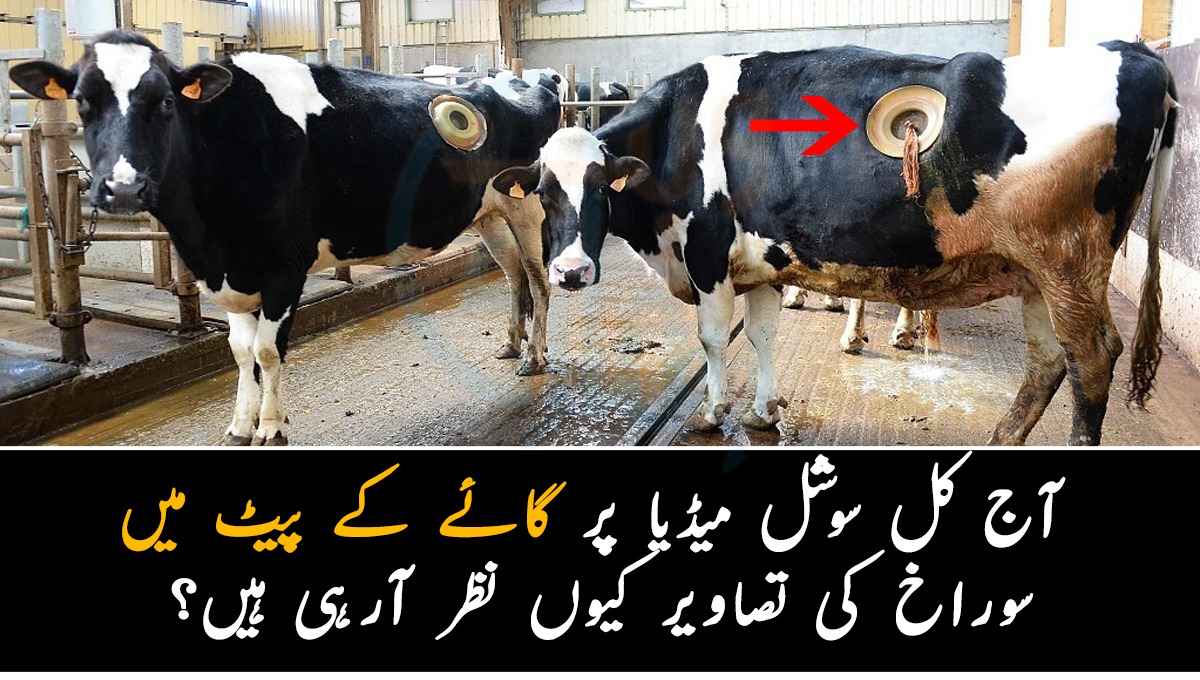 گائے کے پیٹ میں سوراخ۔۔ آج کل سوشل میڈیا پر گائے کے پیٹ میں سوراخ کی تصاویر کیوں نظر آرہی ہیں؟ جانیں وہ اہم معلومات جو آپ نہیں جانتے