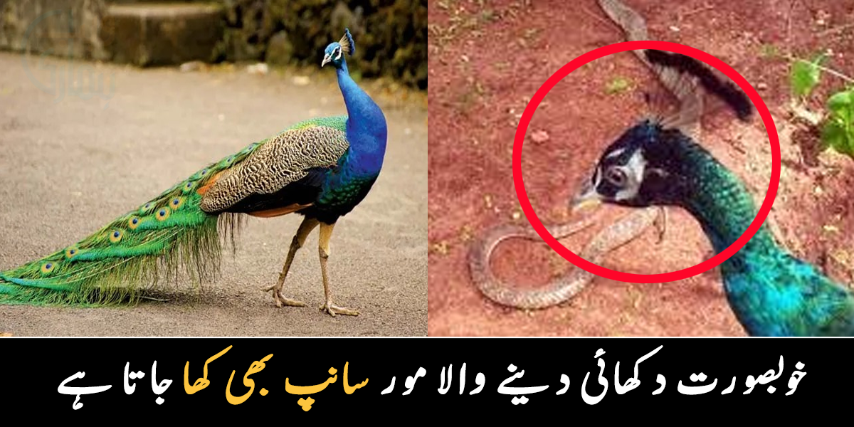 مور سانپ بھی کھا جاتا ہے ۔۔ جانیے خوبصورت دکھائی دینے والے اس پرندے سے متعلق وہ سچ، جو آپ نے بھی پہلے نہیں سنے ہوں گے