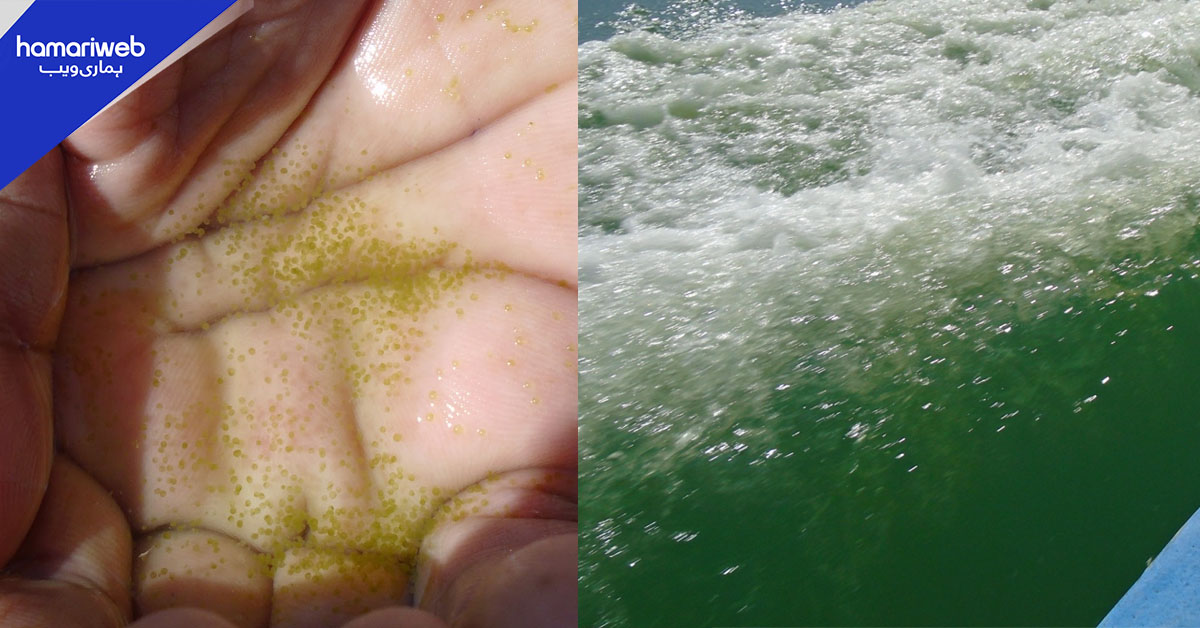 آخر رات کے اندھیرے میں سمندر کیوں چمک رہا ہے؟ ماہرین نے حیران کر دینے والی حقیقت بتا دی