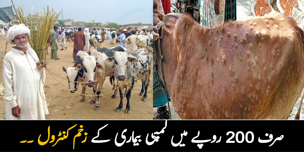 صرف 200 روپے میں لمپی بیماری کے زخم کنٹرول ۔۔ اگر آپ کا جانور بھی لمپی بیماری کا شکار ہے تو جانیں اس کے بچاؤ کے آسان طریقے
