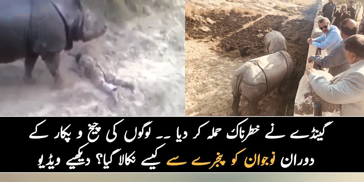 گینڈے نے خطرناک حملہ کر دیا ۔۔  لوگوں کی چیخ و پکار کے دوران نوجوان کو پنجرے سے کیسے نکالا گیا؟ دیکھیے ویڈیو