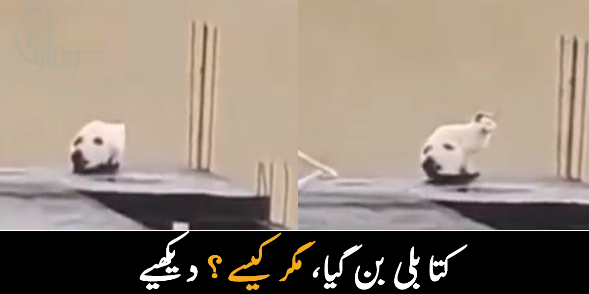 کتا تھا بلی بن گئی مگر ۔۔ یہ بلی یا کتا؟ جس نے سوشل میڈیا پر دھوم مچادی، دیکھیے