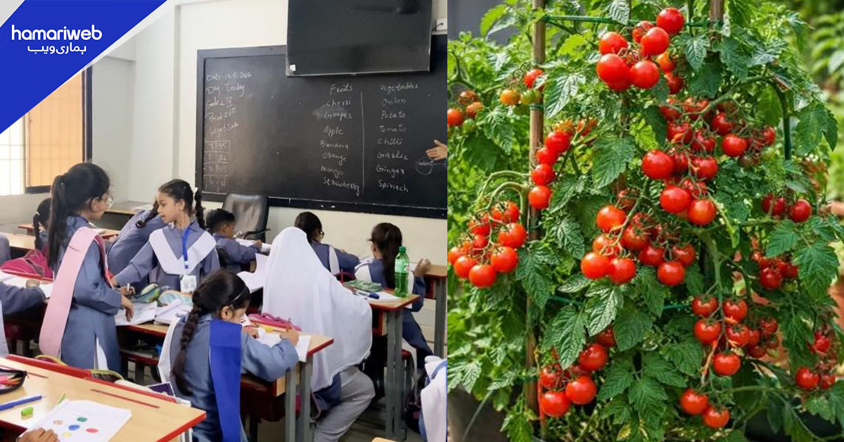 مظفرگڑھ کے سرکاری اسکولوں میں اب سبزیاں بھی اگیں گی