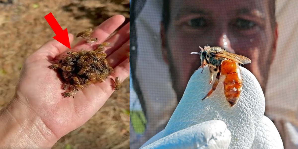 ملکہ چیختی ہے، مگر آخری وقت تک ۔۔ شہد کی مکھیاں اپنی ہی ملکہ کو کیوں مار دیتی ہیں؟ دلچسپ معلومات