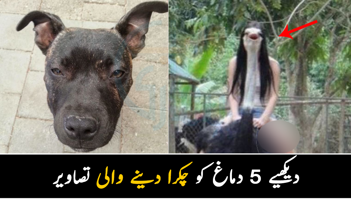 غور سے دیکھنے کے بعد بھی سمجھ نہیں آتیں ۔۔ دیکھیے 5 ایسی دماغ کو چکرا دینے والی تصاویر جنہیں سمجھنا بہت مشکل ہے