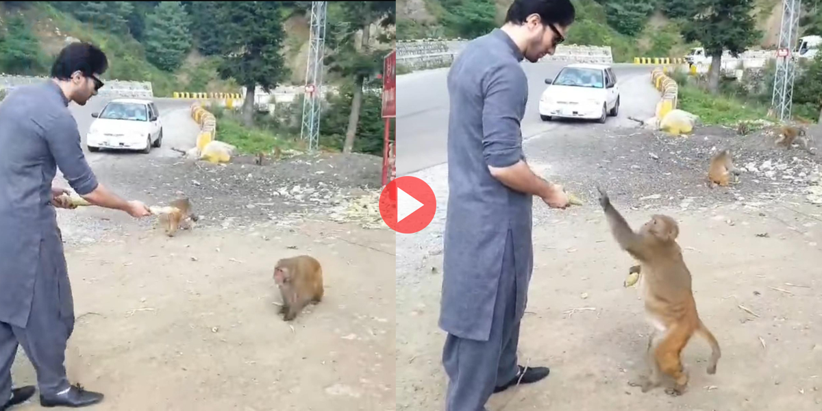 بندر کو بھوک لگی تو اسے بھٹہ کھلا دیا ۔۔ عماد عرفانی کی بندر کے ساتھ ویڈیو وائرل ہوگئی