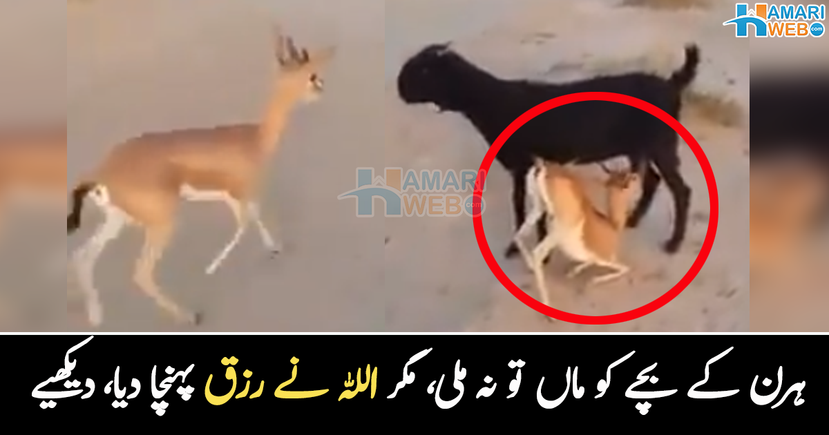 روزانہ شام کے وقت انتظار کرتا رہتا ۔۔ بکری کو ہرنی کے بچے نے اپنی ماں سمجھ لیا، چرواہے چھوٹے بچے کے ساتھ کیا کیا؟ دلچسپ ویڈیو