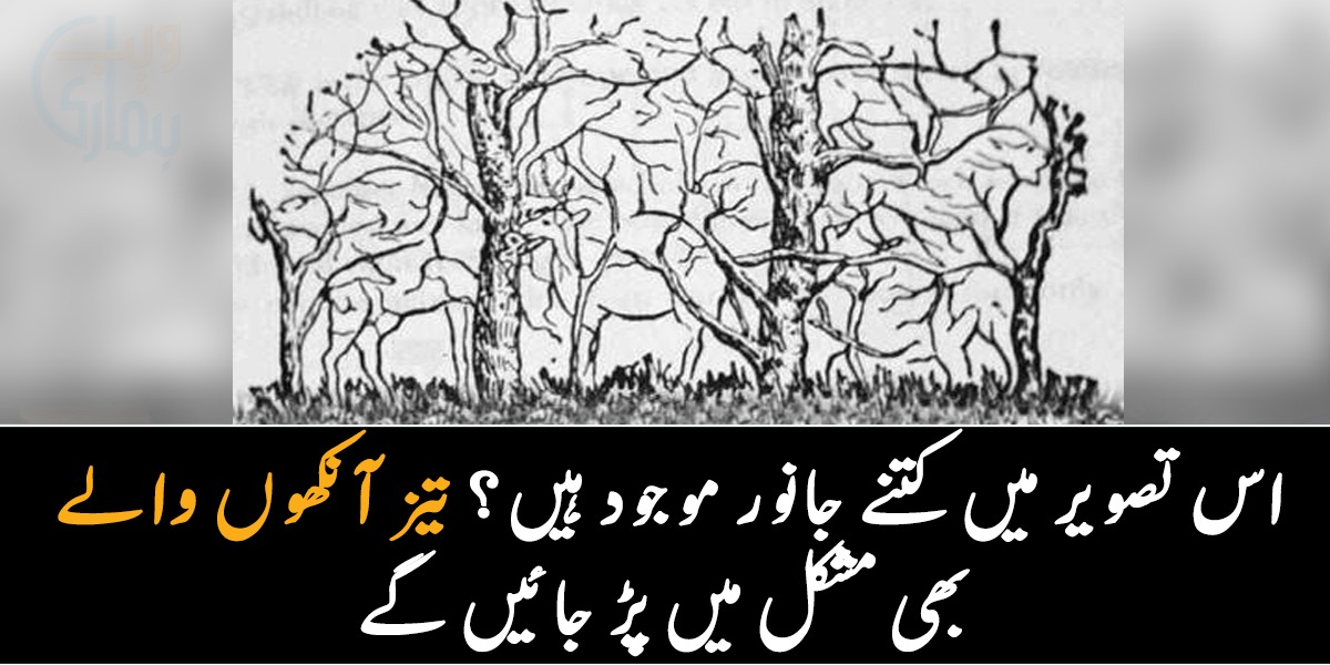 اس تصویر نے سب کو الجھن میں ڈال دیا ۔۔ اس تصویر میں کتنے جانور موجود ہیں؟ تیز آنکھوں والے بھی مشکل میں پڑ جائیں گے