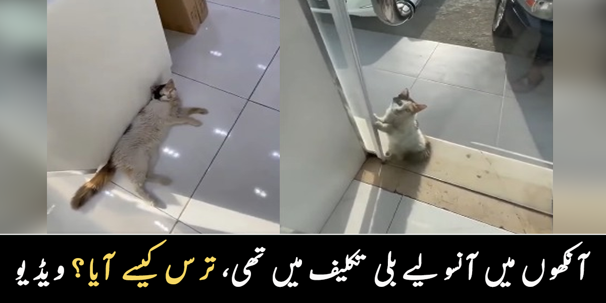 تپتی گرمی میں بلی دروازے سے لگی تھی ۔۔ آنکھوں میں آنسو لیے بلی جب انسان کے پاس آئی تو کیا ہوا؟