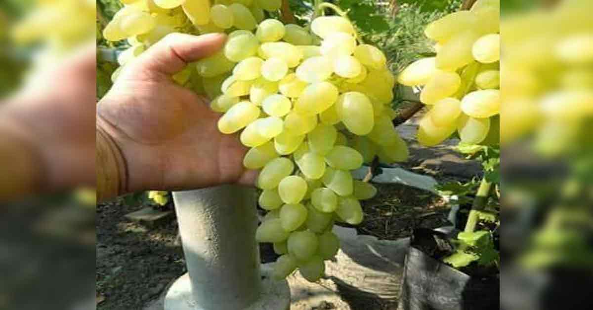 نہار منہ چند دانے انگور کے کھانے سے جسم میں کیا تبدیلی آتی ہے؟ عام پھل کے خاص فائدے جنھیں جان کر سب ہی اسے کھانا چاہیں