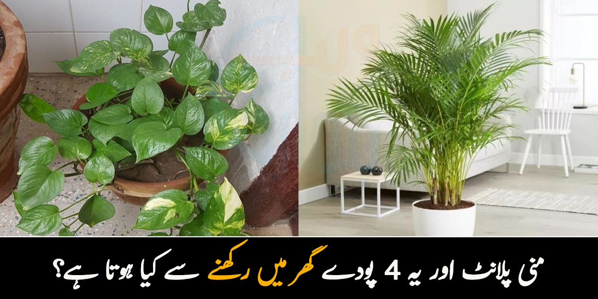 منی پلانٹ اور یہ 4 پودے گھر میں رکھنے سے کیا ہوتا ہے؟ عام پودوں میں چھپے چند ایسے راز جنھیں جان کر آپ بھی انھیں فوراً گھر لے آئیں گے