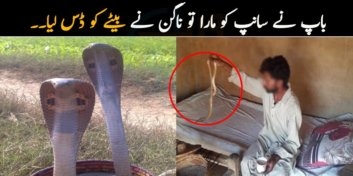 باپ نے سانپ کو مارا تو ناگن نے بیٹے کو ڈس لیا! ناگن کی بدلہ لینے کی اصل کہانی۔۔ واقعہ کہاں پیش آیا؟