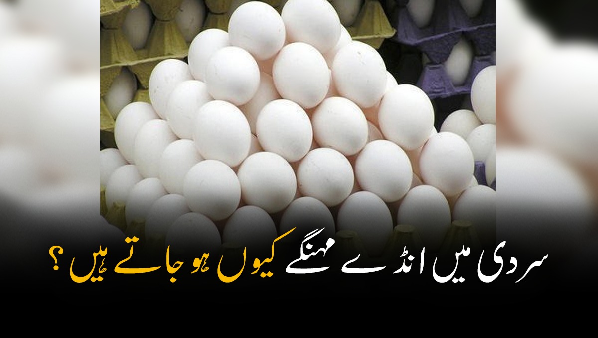 سردی میں انڈے مہنگے کیوں ہو جاتے ہیں؟