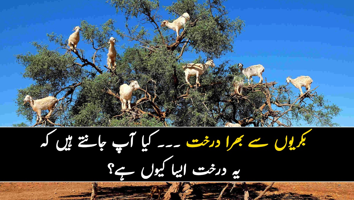 بکریوں سے بھرا درخت ۔۔۔ کیا آپ جانتے ہیں کہ یہ درخت ایسا کیوں ہے؟