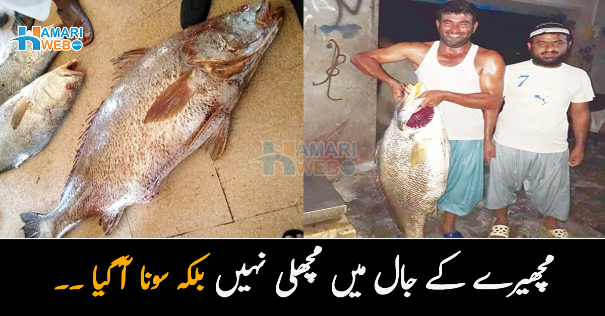 مچھیرے کے جال میں مچھلی نہیں بلکہ سونا آگیا ۔۔ یہ مچھلی کیسے غریب شکاری کو کروڑوں کا مالک بنا گئی؟ ناقابل یقین واقعہ