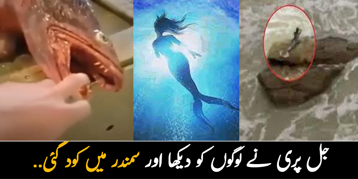 جل پری نے لوگوں کو دیکھا اور سمندر میں کود گئی.. چند ایسے واقعات جن سے جل پری کی کہانی حقیقت معلوم ہونے لگتی ہے