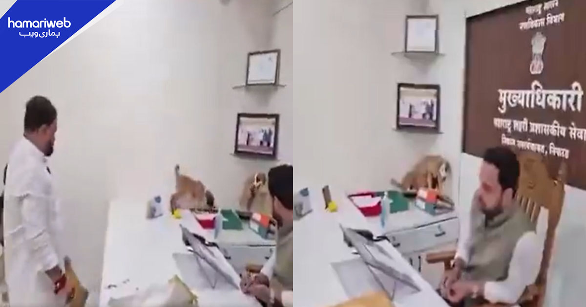 دفتر بنا کتوں کا باڑہ! انتظامیہ کی بے حسی پر شہریوں کا کتا مار احتجاج
