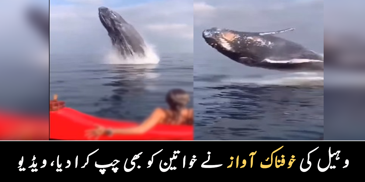 اچانک سامنے وہیل آ گئی ۔۔  وہیل کی خوفناک آواز سن کر خواتین کی آواز پہلی بار خاموش ہو گئی، دیکھیے