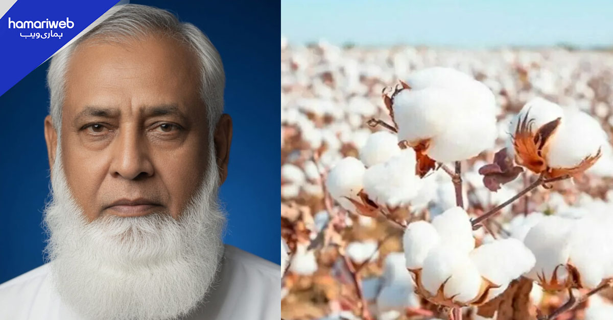 کپاس کی بحالی قومی معیشت کی بحالی کے مترادف ہے، فیصلوں پر فوری عملدرآمد کا مطالبہ