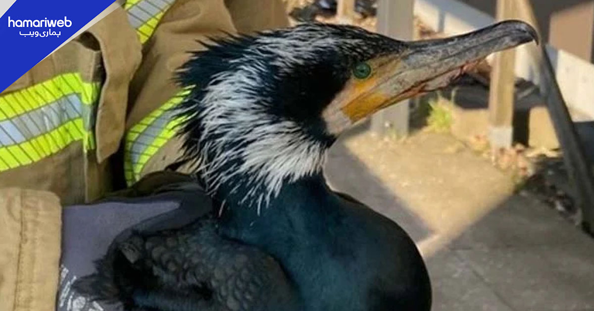 ایمرجنسی وارڈ میں عجیب منظر: زخمی پرندہ علاج کے لیے اسپتال پہنچ گیا، ڈاکٹرز حیران