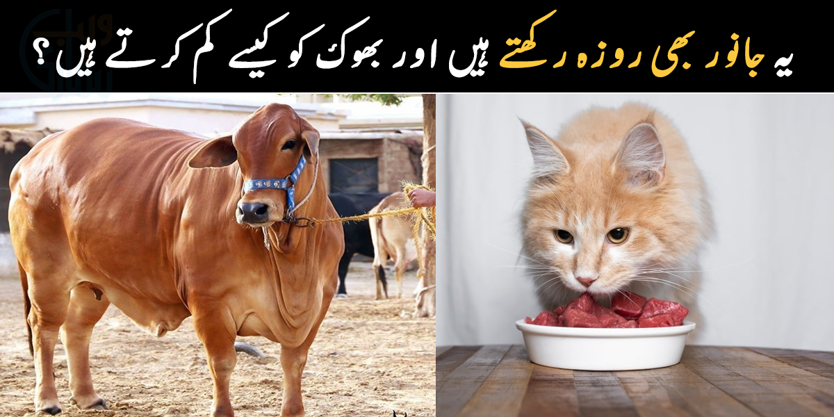 یہ جانور بھی روزہ رکھتے ہیں ۔۔ جانوروں سے متعلق دلچسپ معلومات، جو شاید آپ بھی نہیں جانتے ہوں گے