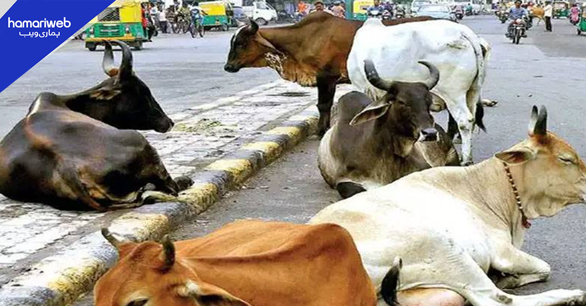 گجرات کی عدالت کا فیصلہ: گائے ذبح کرنے کے کیس میں 3 مسلمانوں کو عمر قید