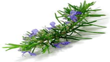 Rosemary in Urdu & English Meaning and Details