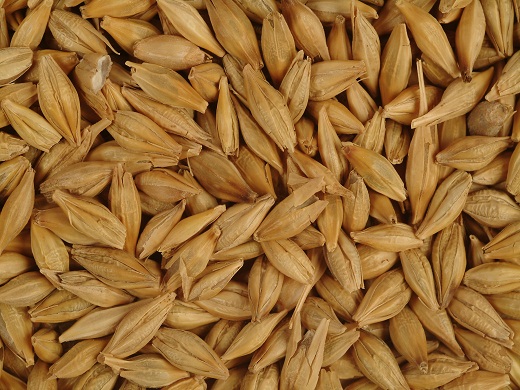 Barley In Urdu English Meaning And Details barley-in-urdu-english-meaning-and-details