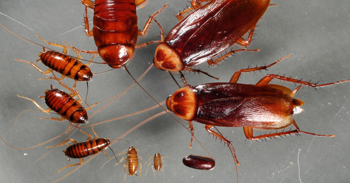 اب کچن کے درازوں سے لال بیگ یا کیڑے مکوڑے کا خاتمہ بنائیں ممکن اور رکھیں درازوں کو کیڑوں اور لال بیگ کی پہنچ سے دور