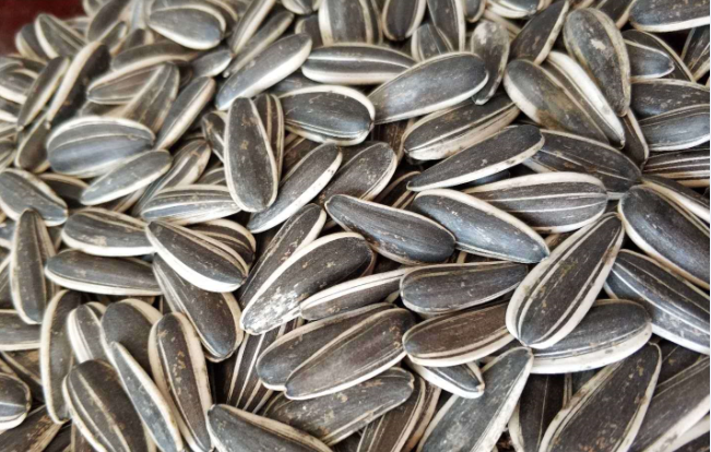 ان بیج کو عام نہ سمجھیں کیونکہ اس کو کھانے کے فوائد جاننے کے بعد اس کو مہنگے دام بھی خرید لیں گے