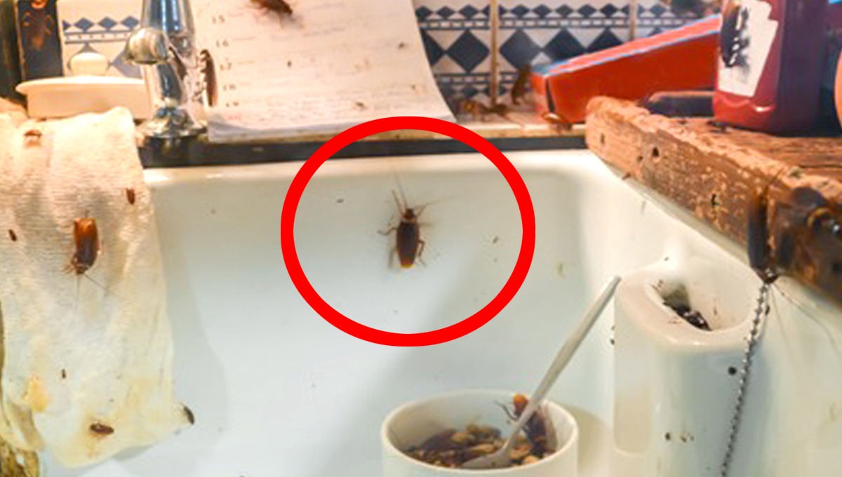 لال بیگ اور دیگر کیڑوں سے گھر کو صاف رکھنا چاہتے ہیں تو یہ گھریلو ٹپ آزمائیں اور اپنے گھر کو رکھیں ہمیشہ صاف