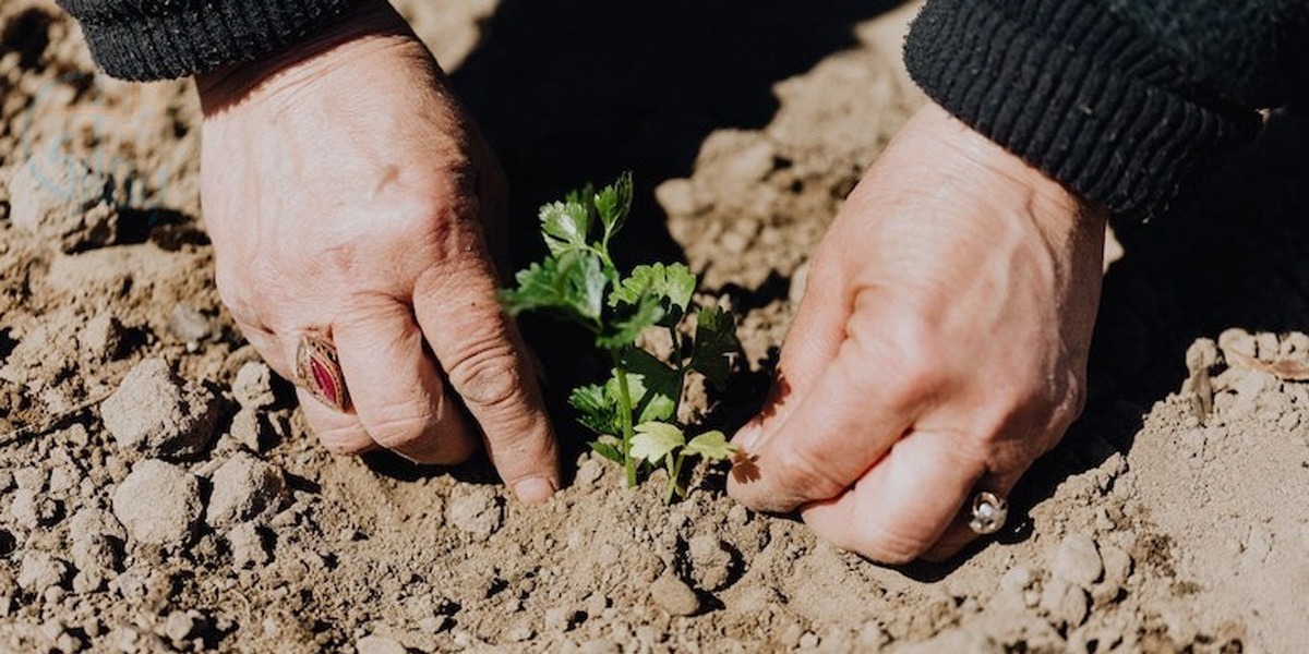گھر میں ہرا دھنیا اگانے کا آسان طریقہ تو اب خواتین خود ہی گھر میں ہرا دھنیا اگائیں اور خریدنے کی اس مشکل سے جان چھڑوائیں